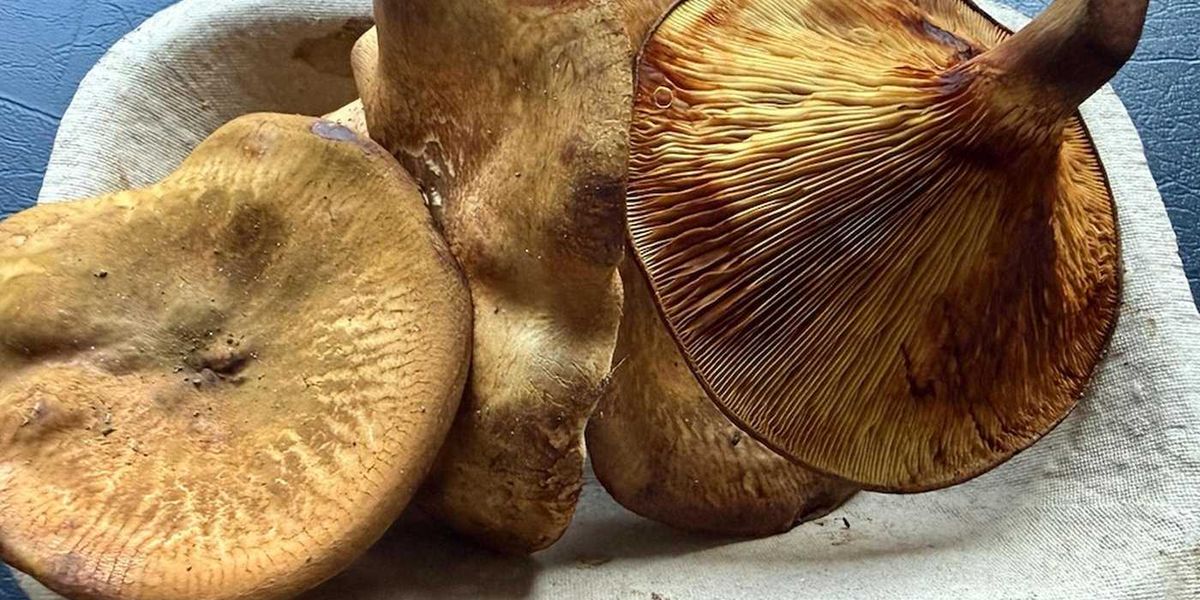 Potentially Toxic Mushrooms Were Sold at a Farmers Market Near Nelson Potentially Toxic Mushrooms Were Sold at a Farmers Market Near Nelson