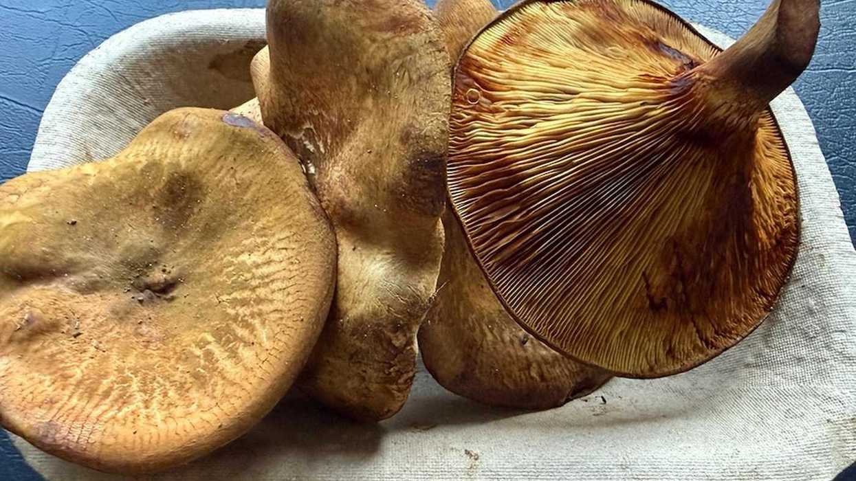 Potentially Toxic Mushrooms Were Sold at a Farmers Market Near Nelson