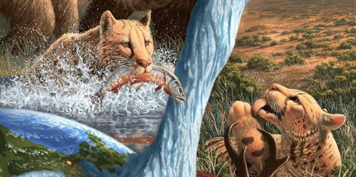 Prehistoric Yukon ‘cheetahs’ were fish eaters, not really cheetahs at all: study Prehistoric Yukon ‘cheetahs’ were fish eaters, not really cheetahs at all: study