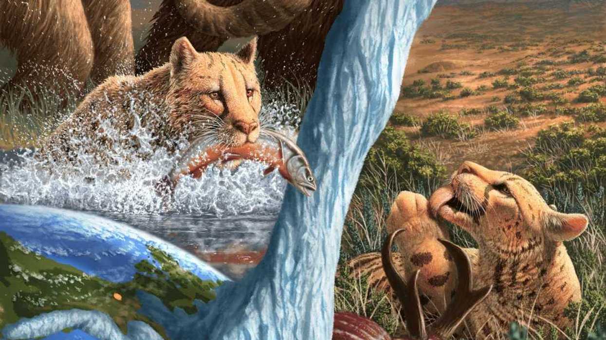 Prehistoric Yukon 'cheetahs' were fish eaters