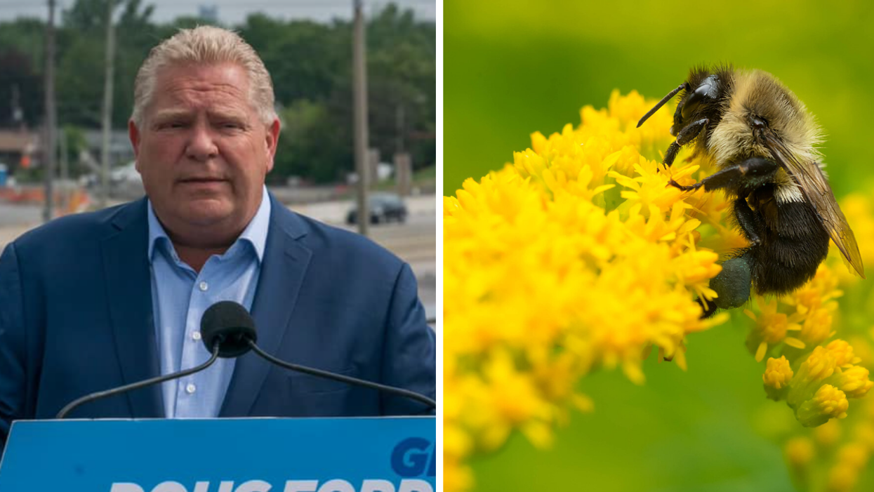 Premier Doug Ford. Right: A bumblebee.