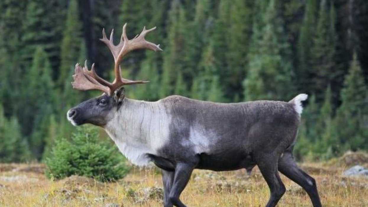 Province extends comment deadline on caribou habitat plans after pushback from environmental groups