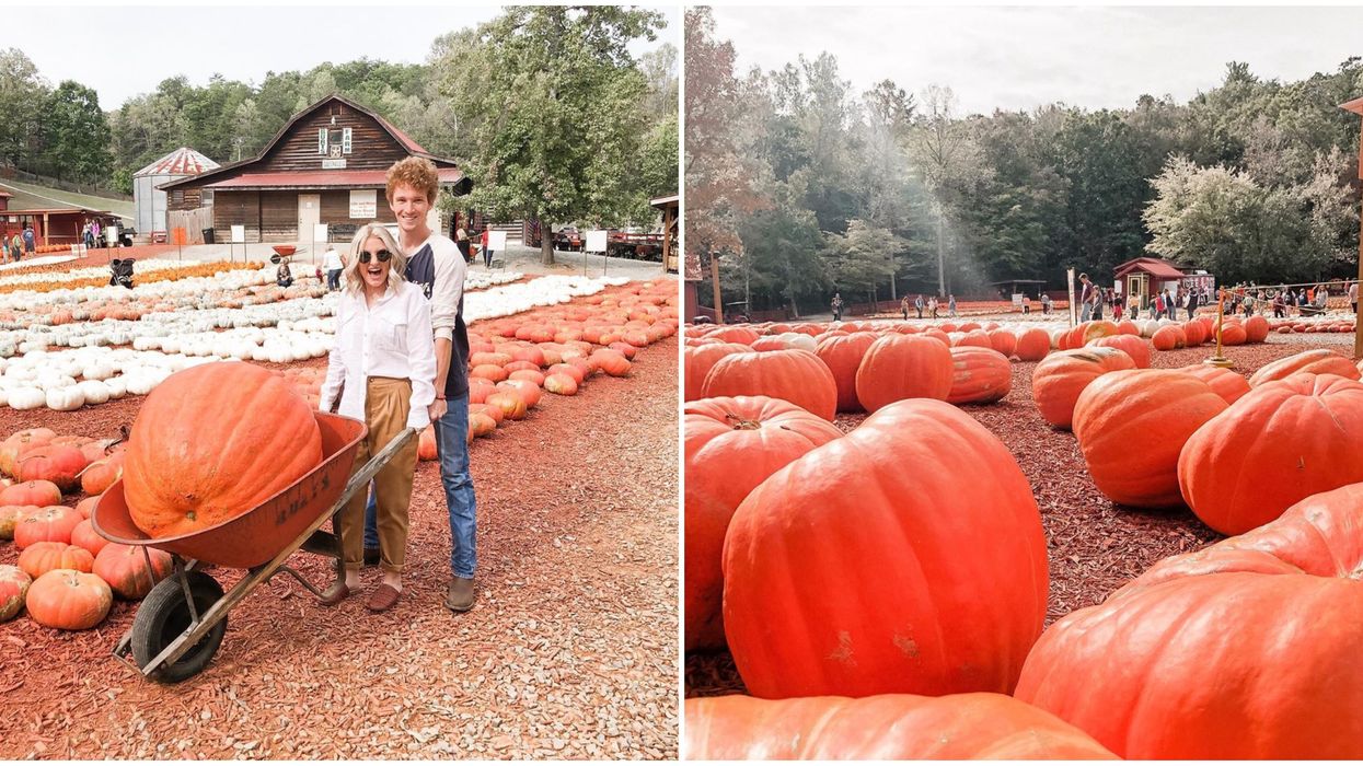 Pumpkin Farm In Georgia Has Massive And Tons Of Pumpkin Variations You Can Take Home
