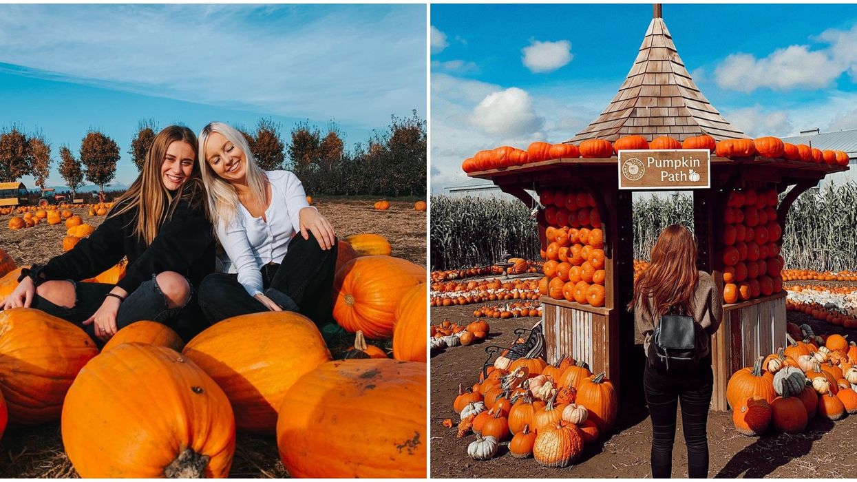 Pumpkin Patch Near Vancouver Has A Magical Labyrinth This Fall