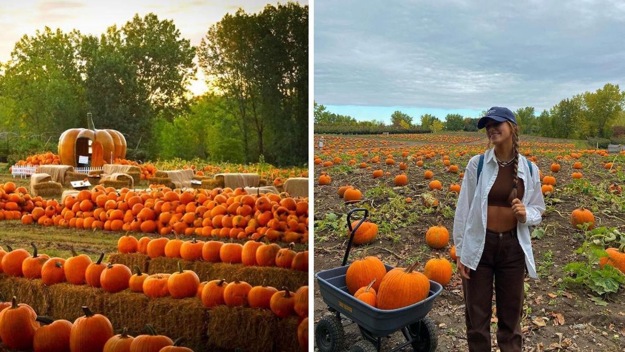 Pumpkins at Ferme Marineau. Right: A person gathers pumpkins at Ferme Marineau.