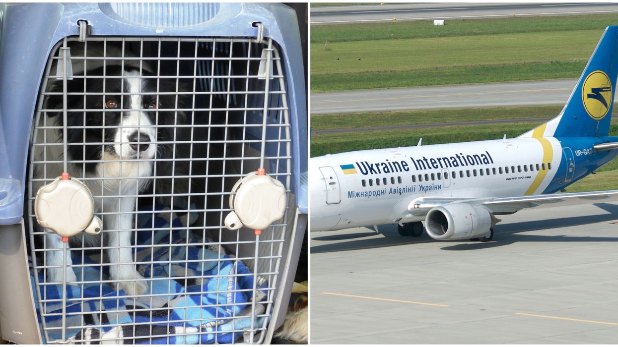 Puppies From Ukraine Won't Be Allowed To Come To Canada If They're Under 8 Months Old