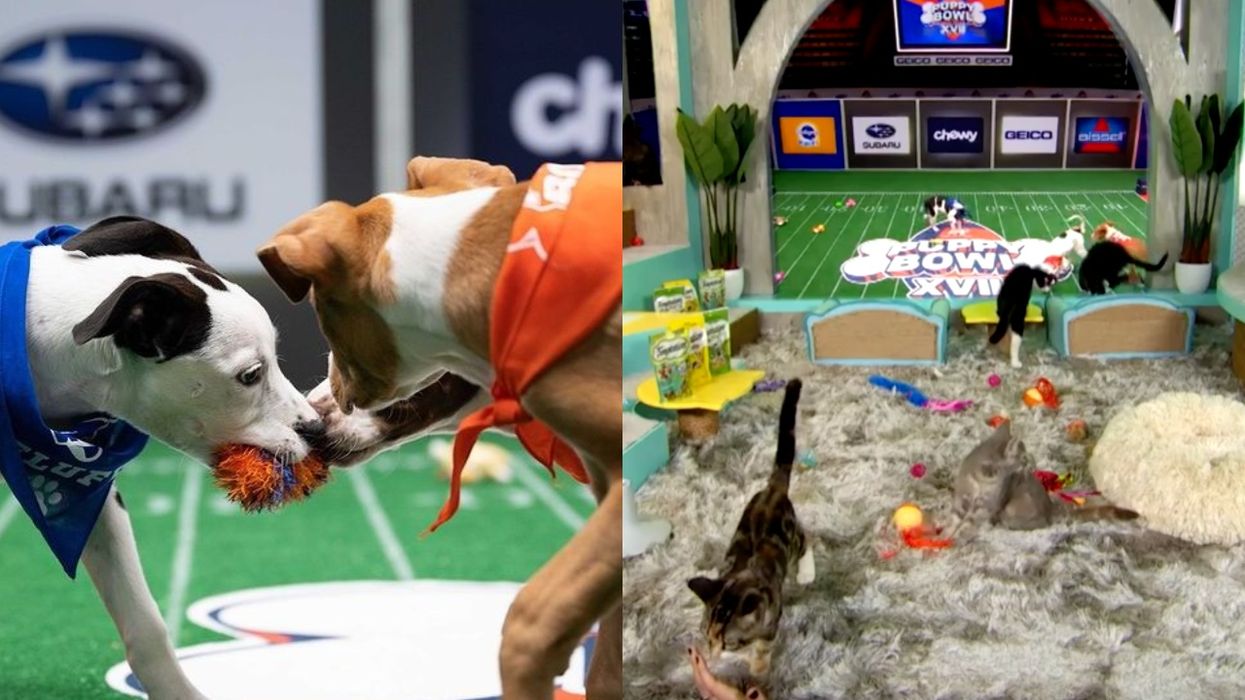 Puppy Bowl Animal Planet Adopt Puppies Kittens