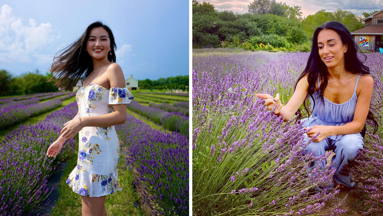 Purple lavender fields at Prince Edward County Lavender Farm.