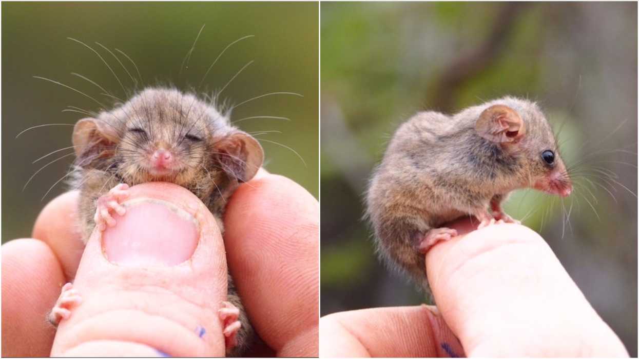 Pygmy Possum Survived The 2020 Bushfires & Was Discovered On An Australian Island