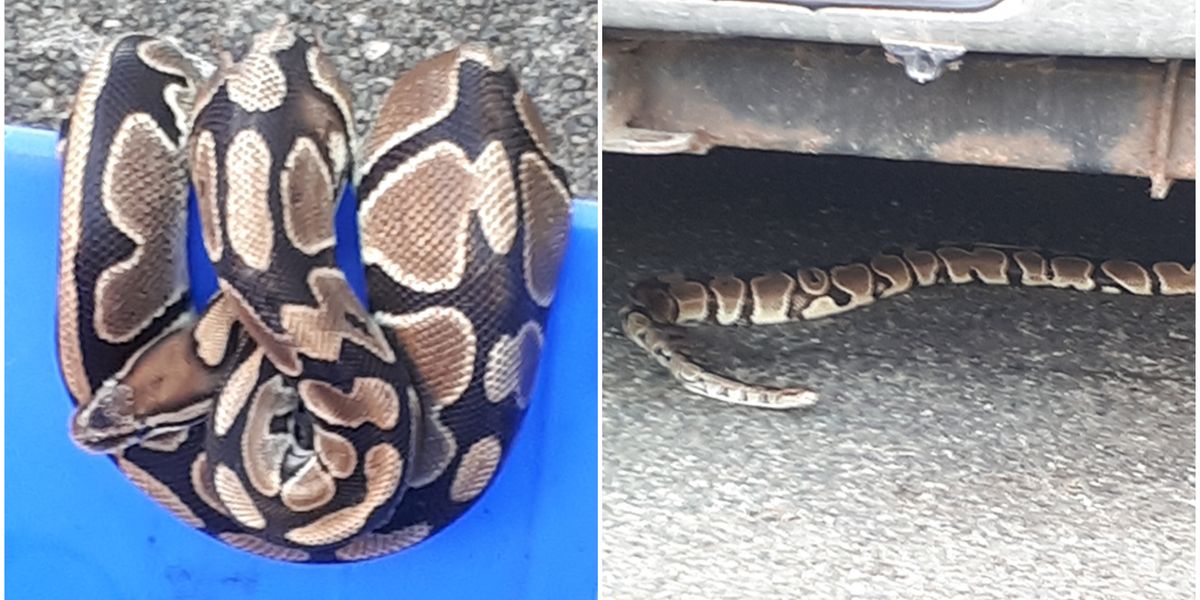 Police Say BC's 'Houdini' Python Is On The Loose Again - Narcity
