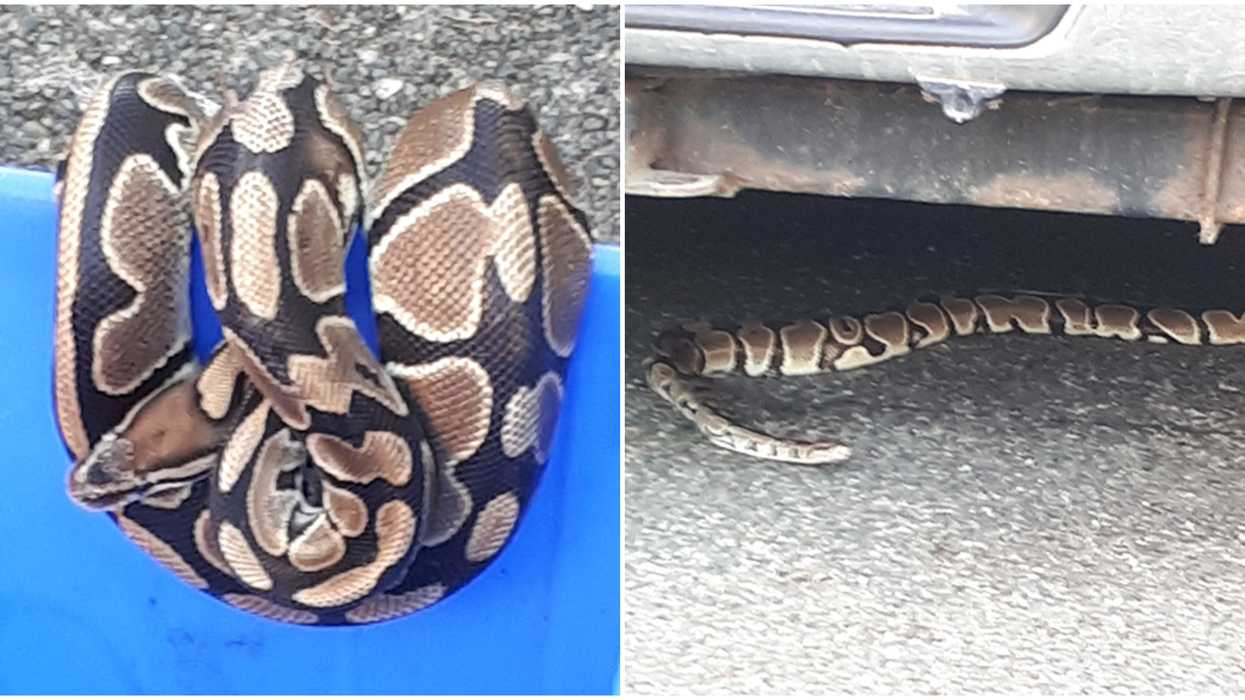 Python In Victoria: Giant Houdini Snake Escaped For The Second Time In Weeks