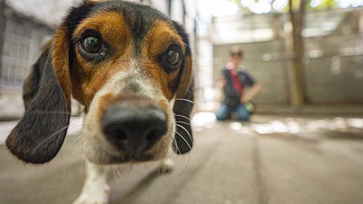 Quebec Court of Appeal hears case on pet clauses