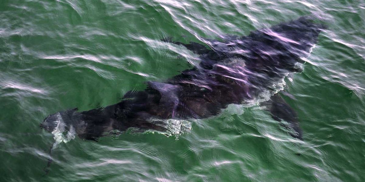 Quebec diving company details how diver was bitten by great white shark Quebec diving company details how diver was bitten by great white shark
