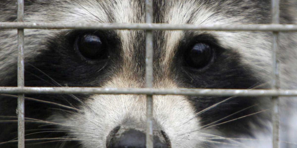 Rabies vaccination program for skunks, raccoons in effort to stop spread to Montreal Rabies vaccination program for skunks, raccoons in effort to stop spread to Montreal