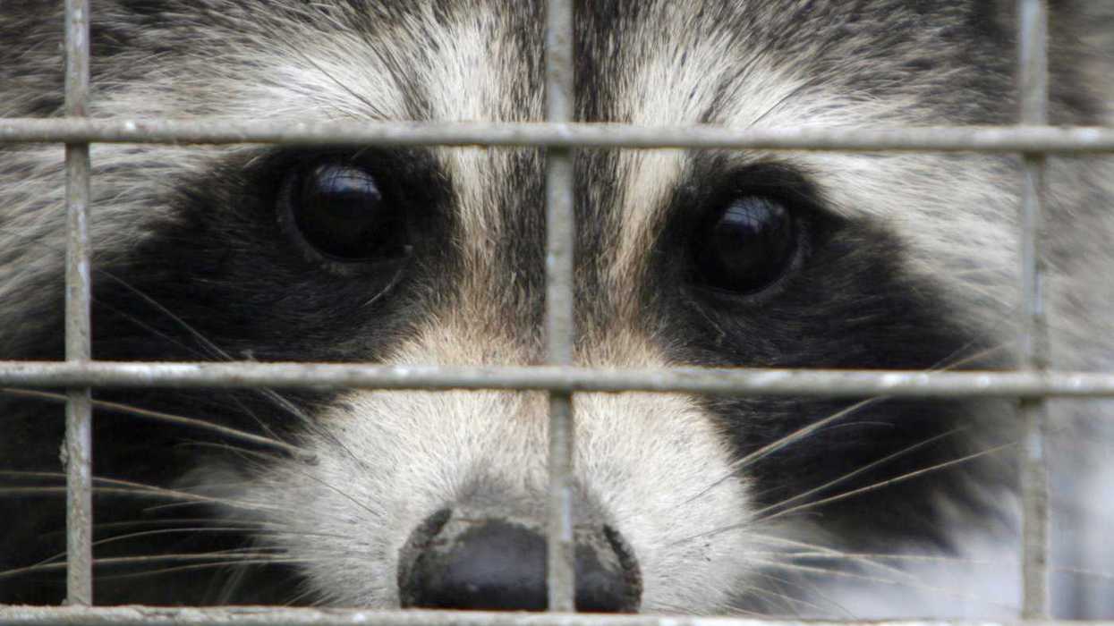 Quebec launches rabies vaccination program