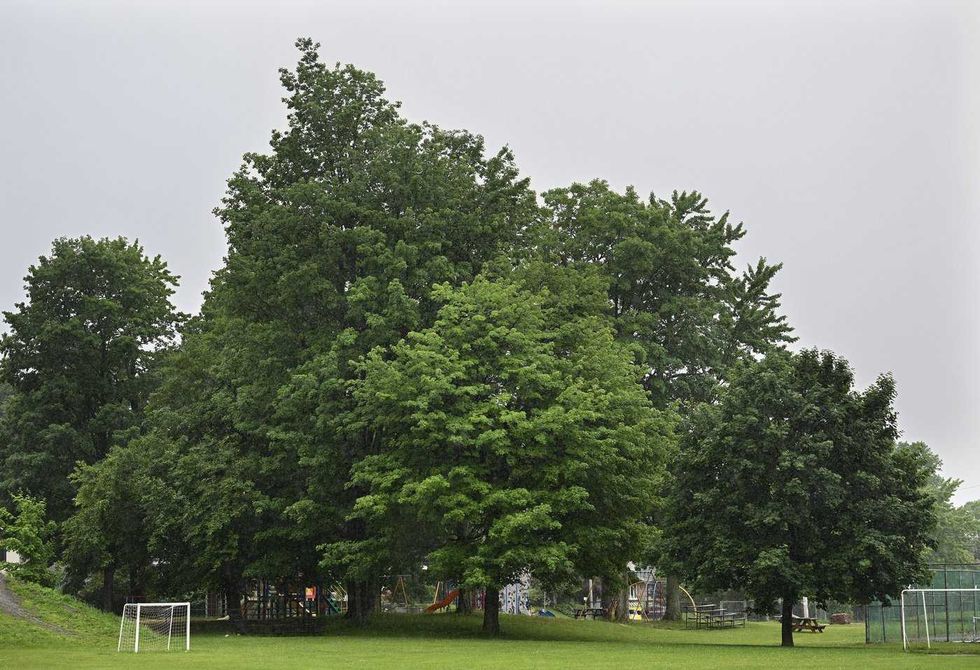 Quebec town recognizes the rights of trees