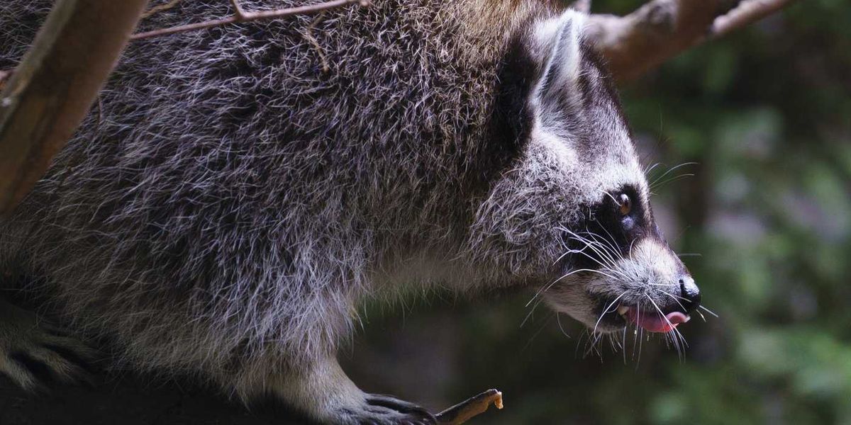 Rabies vaccine operation targets raccoons and skunks in Montreal parks Rabies vaccine operation targets raccoons and skunks in Montreal parks
