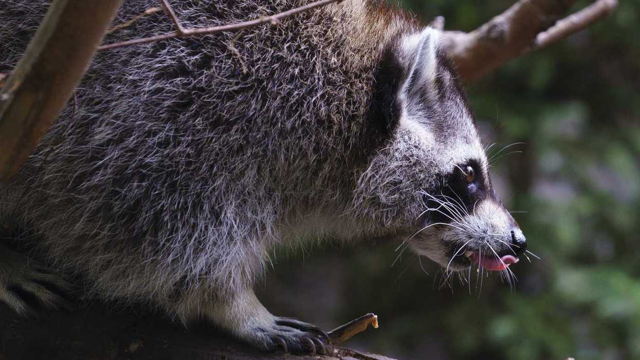 Rabies vaccination operation comes to Montreal