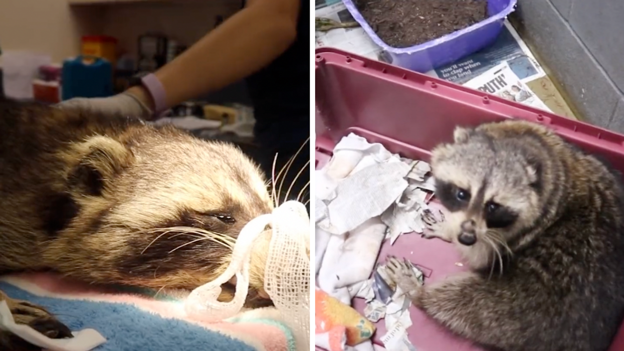 Raccoon in surgery. Right: Raccoon recovering.