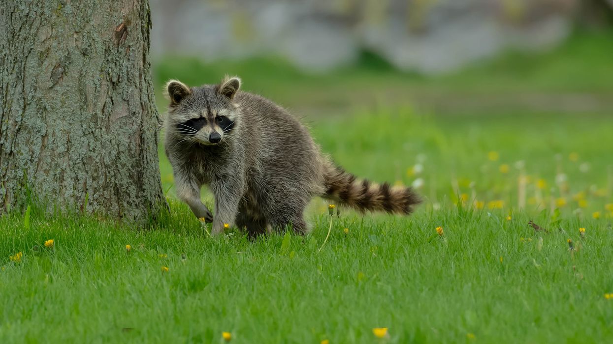 Raccoons In Toronto Caused 60% More Reported Attacks In 2021