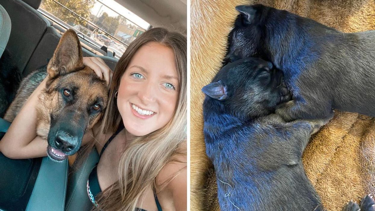 Rachel Brennan and her dog. Right: Puppies.