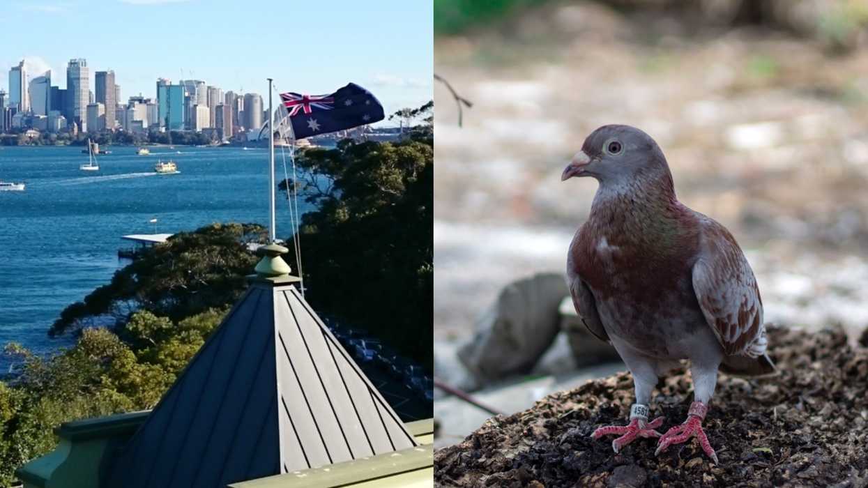 Racing Pigeon Who Went On A Global Adventure May Be Killed For Breaking Quarantine