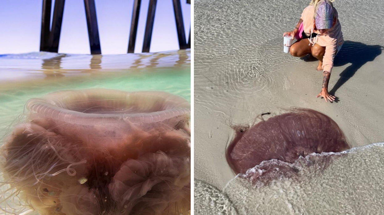 Rare Massive Jellyfish Are Being Found On Emerald Coast Florida Beaches After Hurricane Ian