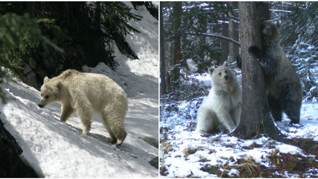 Rare White Grizzly Was Spotted In Banff & It's So Magical (PHOTOS)