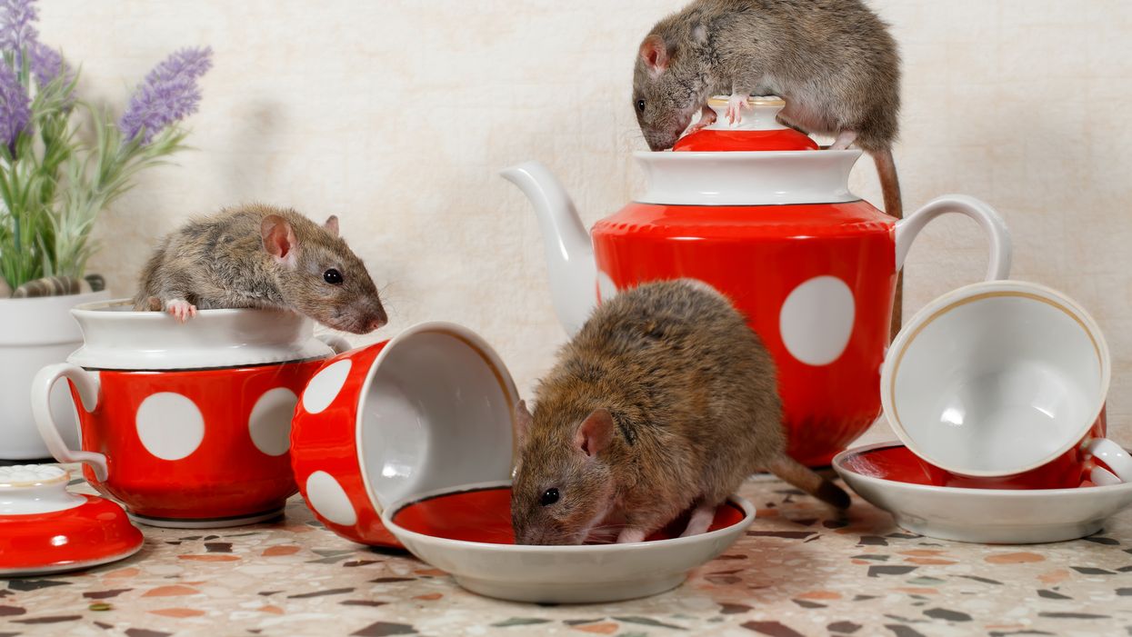 Rats In Ontario Are Found All Over Ontario & These Are The Top Infested Cities