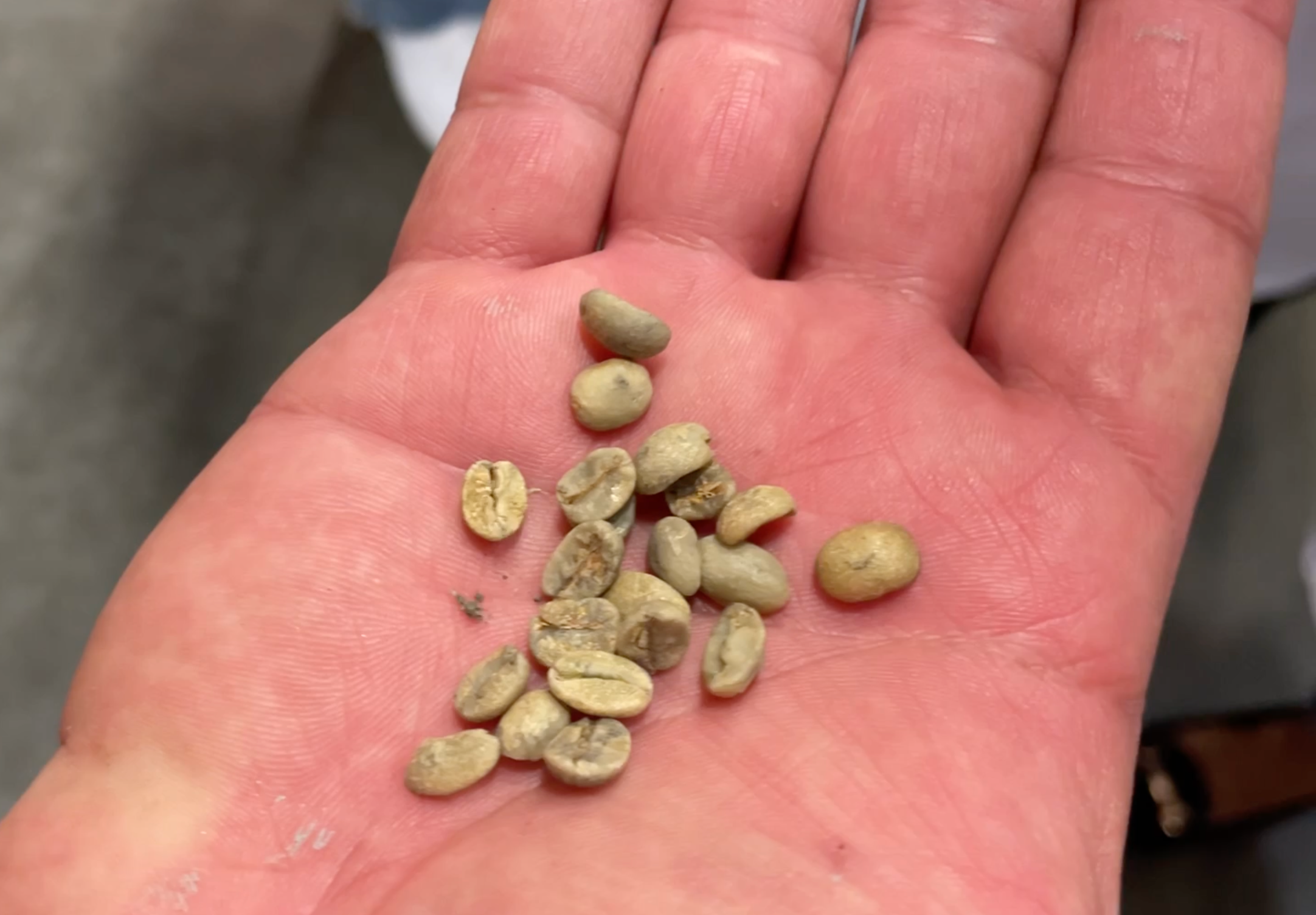 Raw Tim Hortons coffee beans before getting roasted.