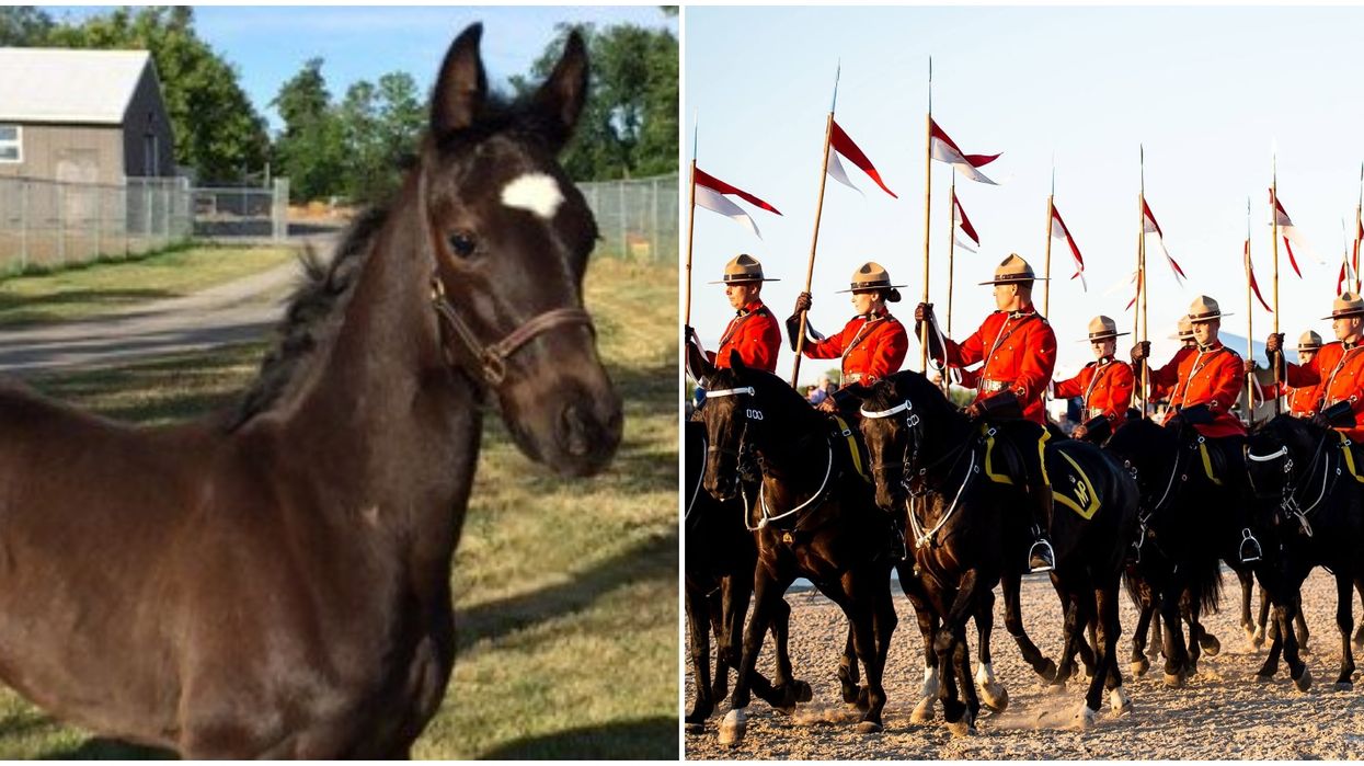 RCMP Horse Names Now Include Tributes To Victims Of Nova Scotia Shooting
