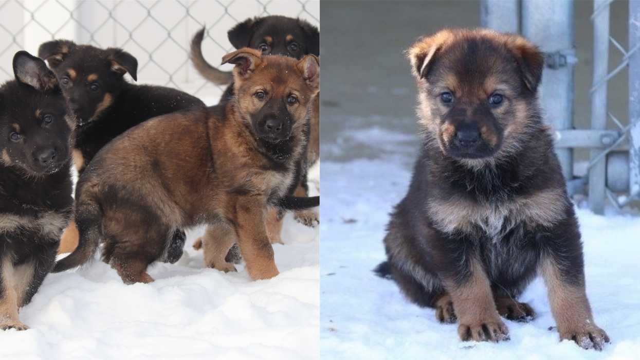 RCMP Puppies Playing In The Snow Will Melt Your Frozen Heart