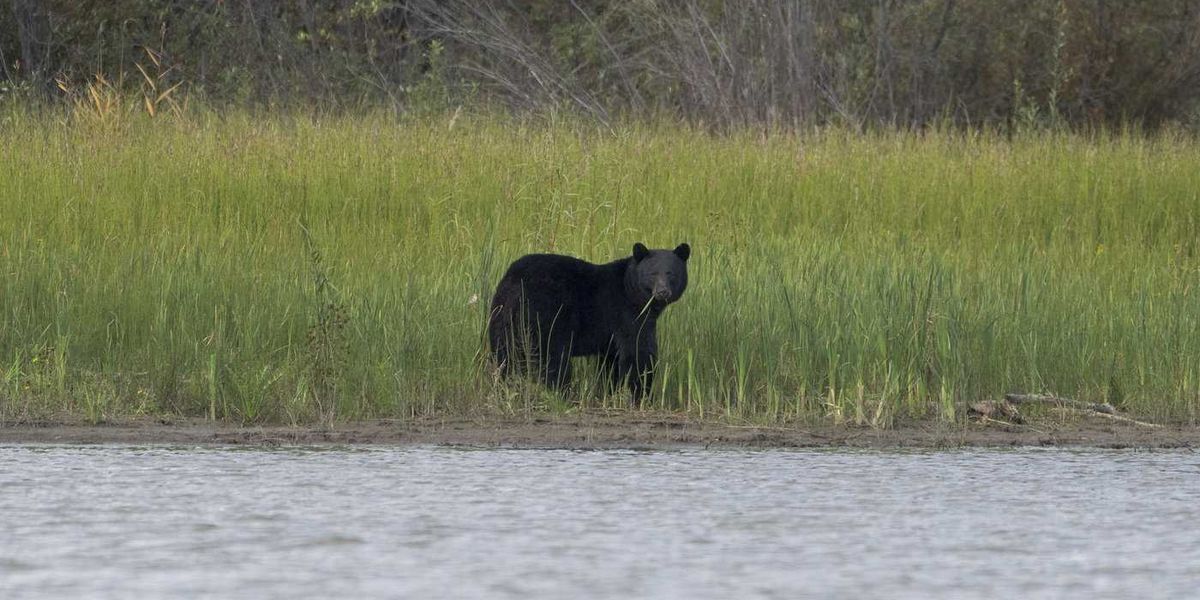 Conservation officers confirm bear shot by RCMP mauled child in Maple Ridge Conservation officers confirm bear shot by RCMP mauled child in Maple Ridge