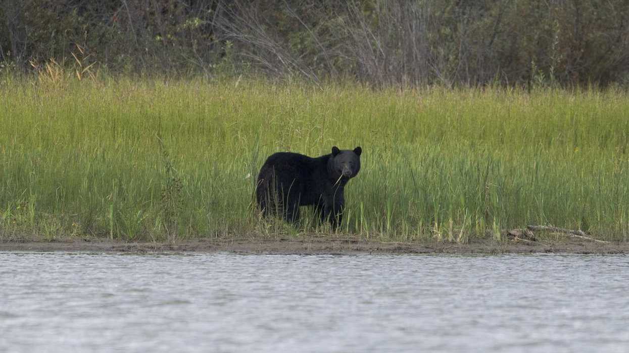 RCMP shot right bear in child attack, say officers
