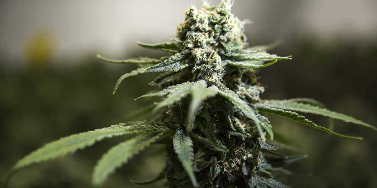 RCMP targeting ‘transnational’ crime in pot raids RCMP targeting ‘transnational’ crime in pot raids
