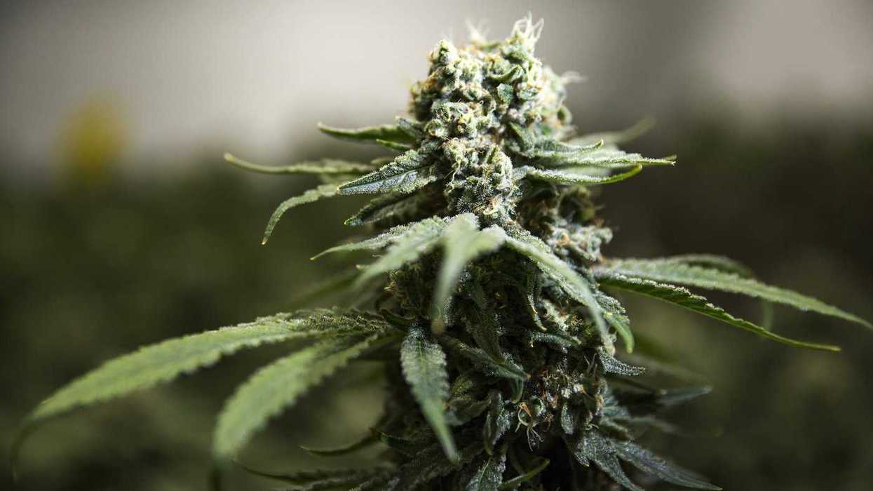 RCMP targeting 'transnational' crime in pot raids