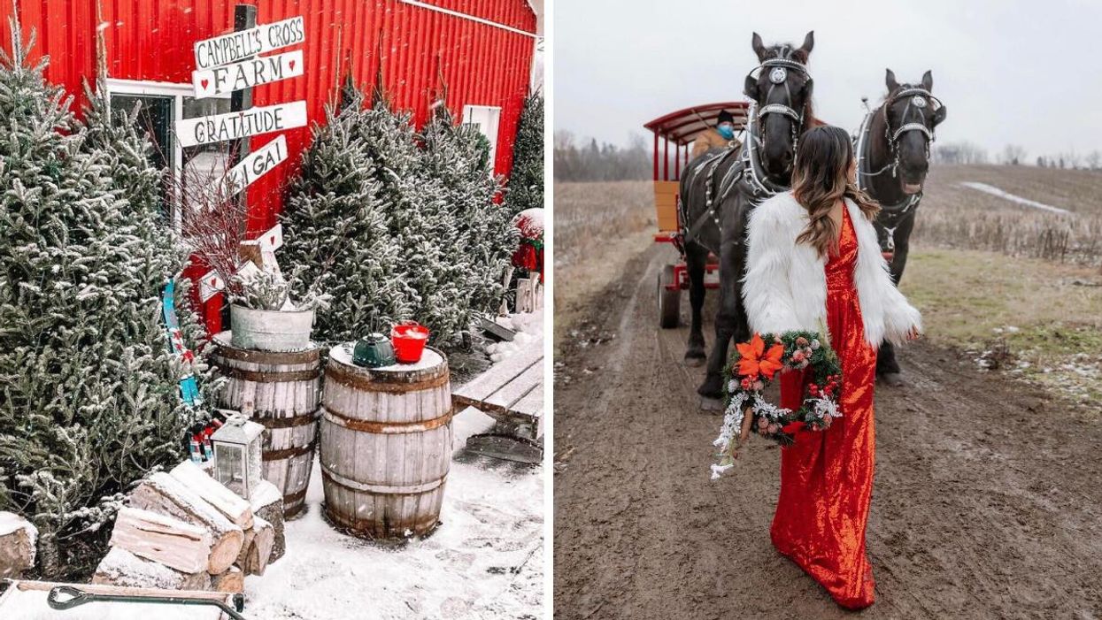 Red barn with Christmas trees. Right: A woman in a red dress in front of horses.