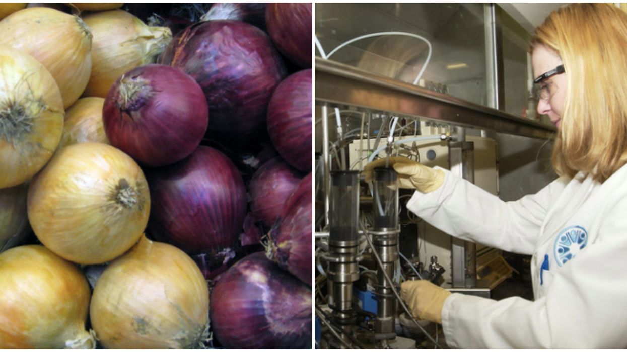 Red Onion Salmonella Outbreak In Canada Now Includes Other Types Of Onions