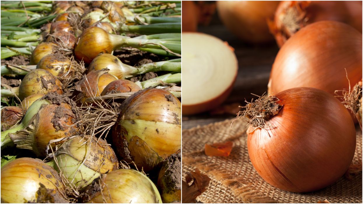 Red Onions From The US Have Been Linked To Over 500 Cases Of Salmonella In Canada
