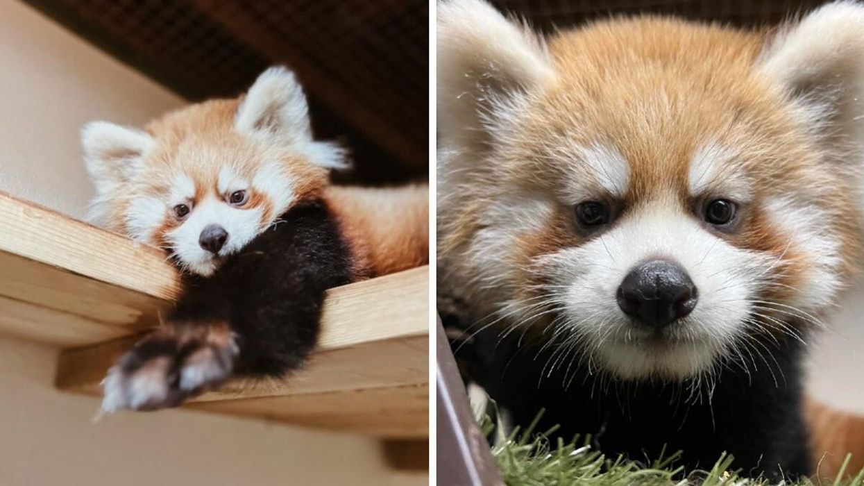 Red panda cub at the Toronto Zoo.