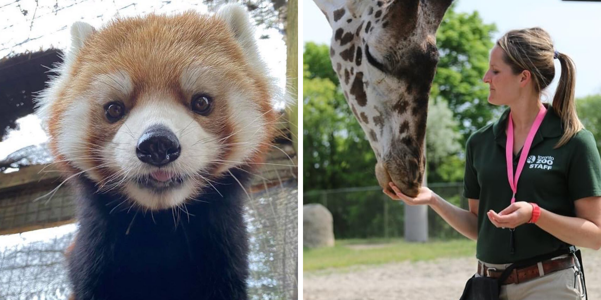 The Toronto Zoo Is Hiring & You Could Visit The Animals For ...