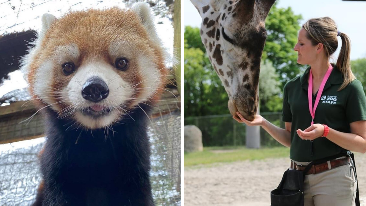 Red panda. Right: Toronto Zoo staff.