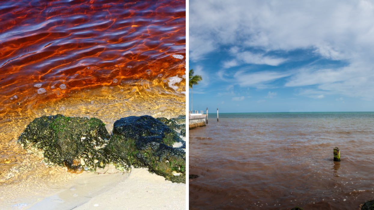 Red tide on the beach. Right: A sea of red tide.