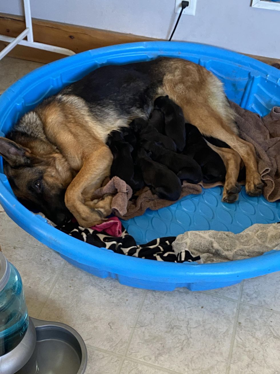 Reen and her puppies.