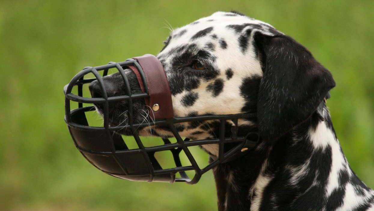 Règlement concernant les animaux : Laval le modifie et certains chiens devront porter une muselière