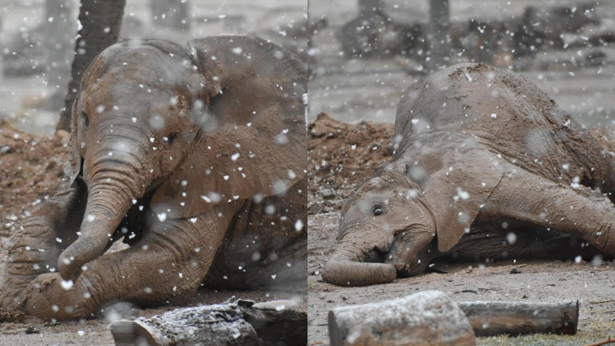 Reid Park Zoo Tuscon Arizona Baby Elephant Snow Day