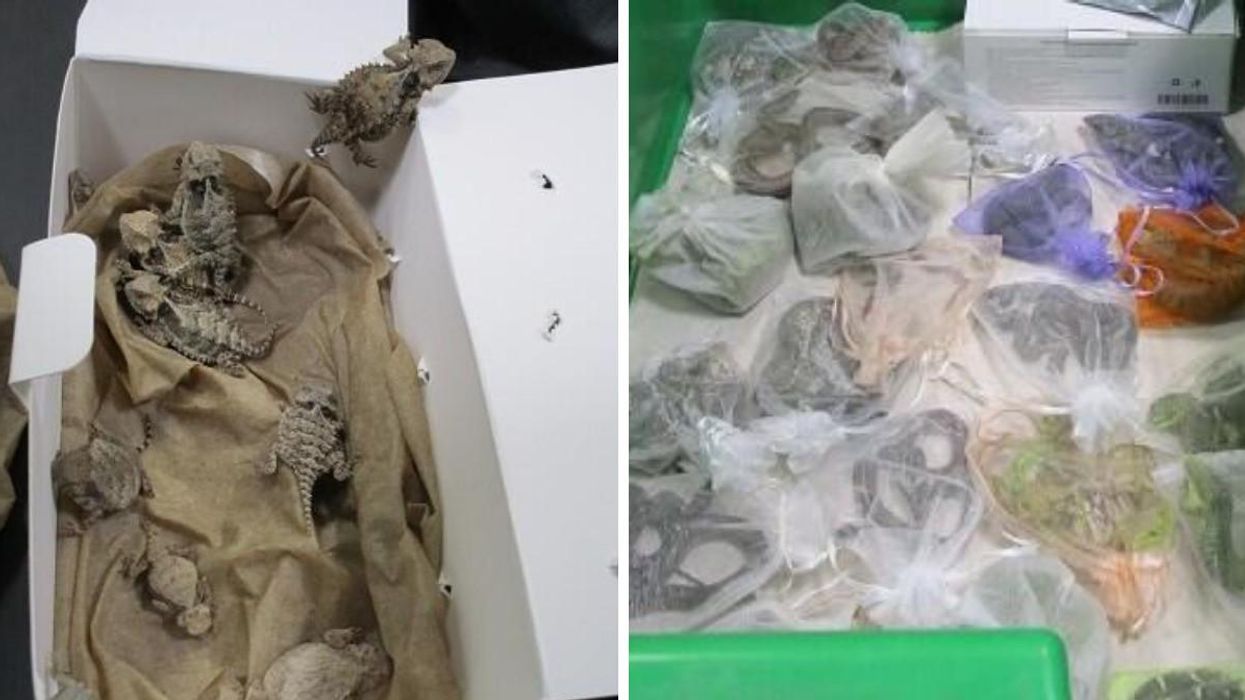 Reptiles seized at the US-Mexico border.