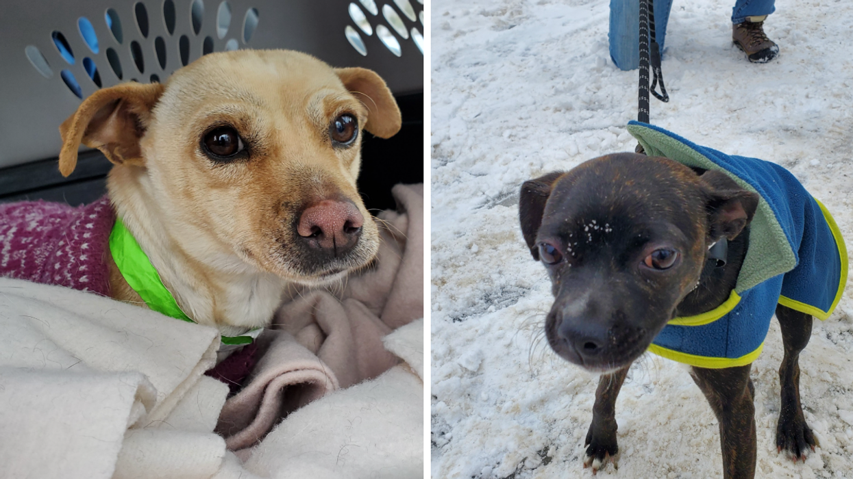 Rescue dogs from the U.S. arriving in Ontario.