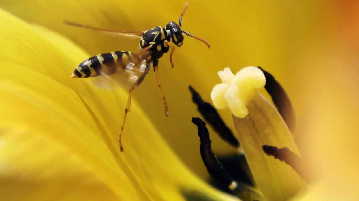 Rescue for B.C. climber stung 100 times by wasps