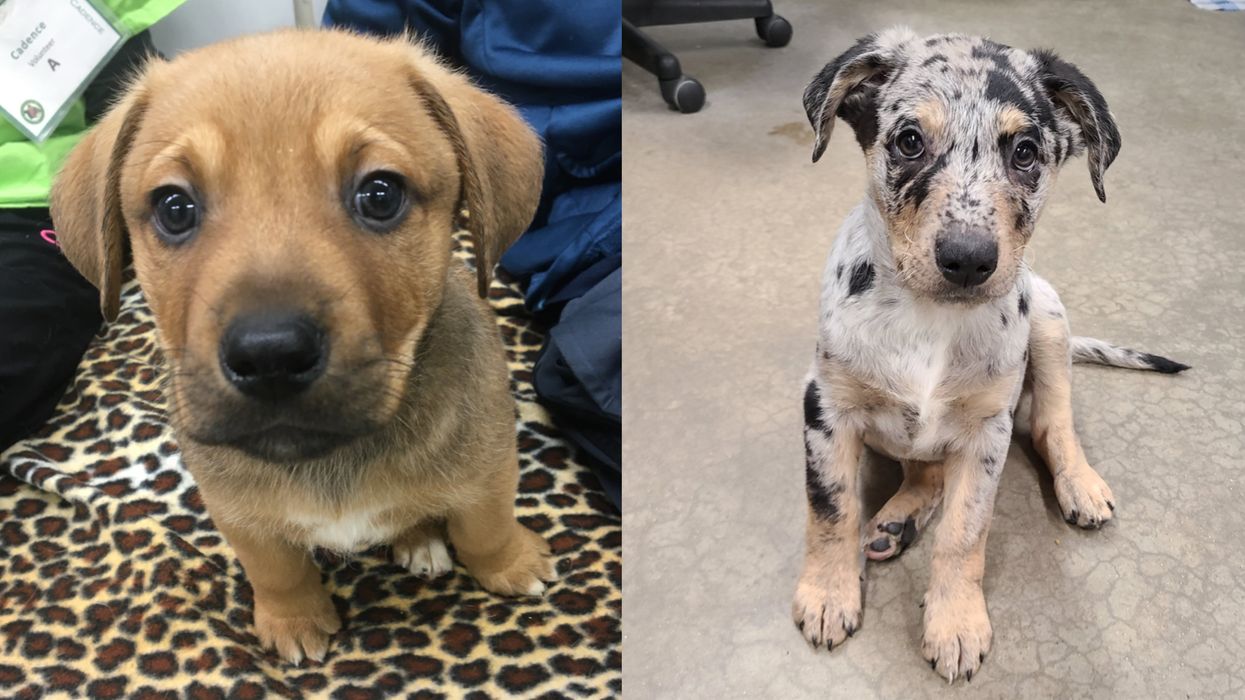 Rescue Puppies Were Named After ‘Schitt’s Creek’ Characters & The Photos Are So Cute